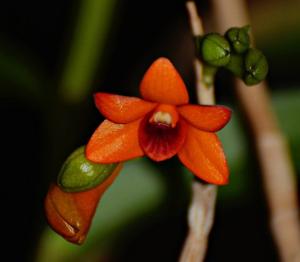 Dendrobium mohlianum