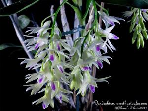 Dendrobium amethystoglossum