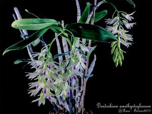 Dendrobium amethystoglossum