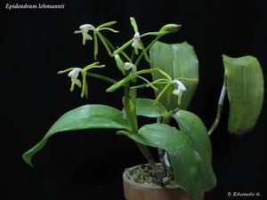 Epidendrum lehmannii