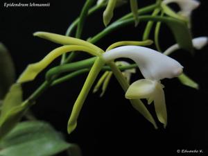 Epidendrum lehmannii