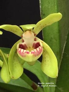 Vanda flavobrunnea