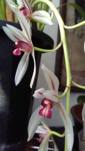 Cymbidium dayanum