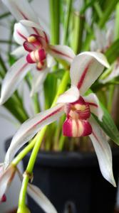 Cymbidium dayanum