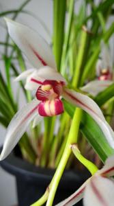 Cymbidium dayanum