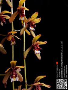 Cymbidium finlaysonianum