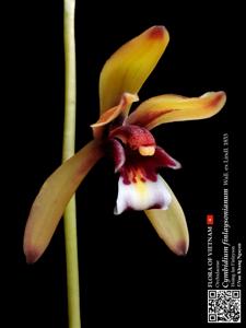 Cymbidium finlaysonianum