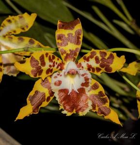 Oncidium spectatissimum