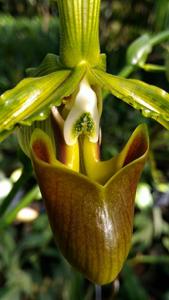 Paphiopedilum dianthum