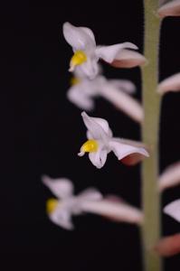 Ludisia discolor