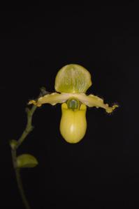 Paphiopedilum primulinum