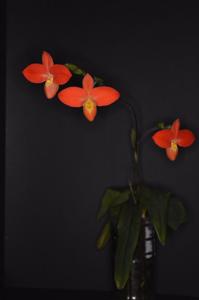 Phragmipedium besseae