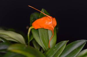 Masdevallia hirtzii