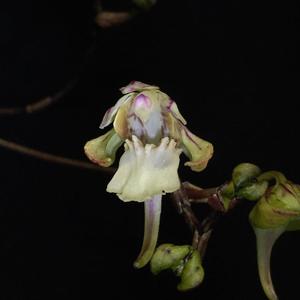 Holcoglossum quasipinifolium