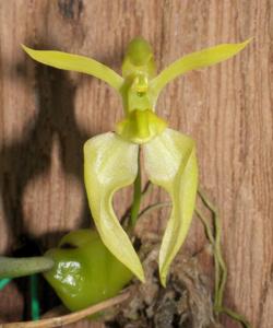 Bulbophyllum lasiochilum