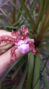 Laelia undulata