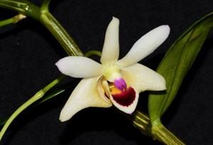 Dendrobium scoriarum