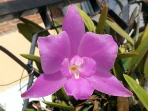 Laelia furfuracea