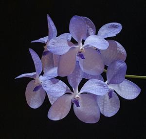 Vanda coerulea