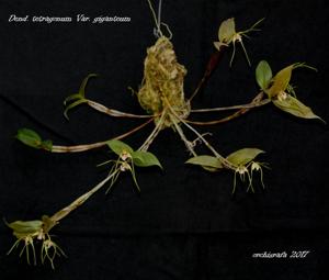 Dendrobium tetragonum subsp. giganteum