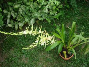 Brassia thyrsodes