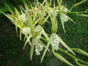 Brassia thyrsodes