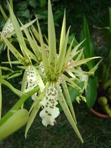 Brassia thyrsodes