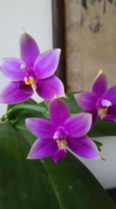 Phalaenopsis violacea