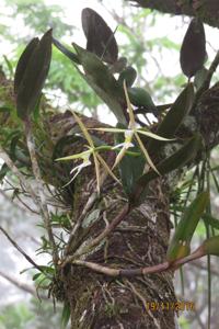 Epidendrum carpophorum