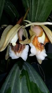 Coelogyne speciosa