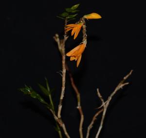 Dendrobium womersleyi