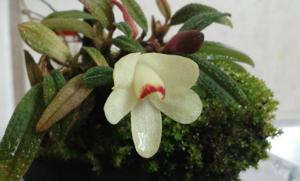 Dendrobium cuthbertsonii