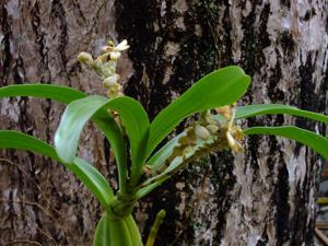 Callostylis rigida