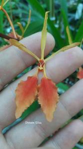 Renanthera vietnamensis