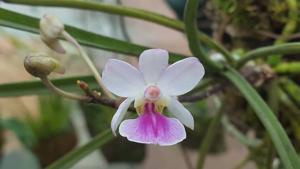 Holcoglossum amesianum