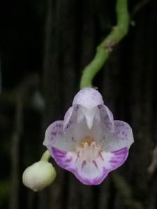 Phalaenopsis appendiculata