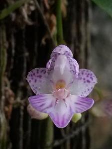 Phalaenopsis appendiculata