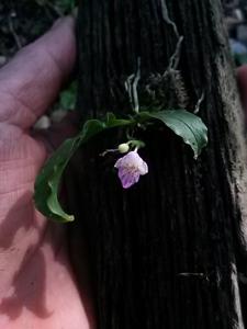 Phalaenopsis appendiculata