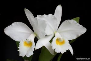 Cattleya labiata