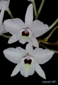 Laelia rubescens