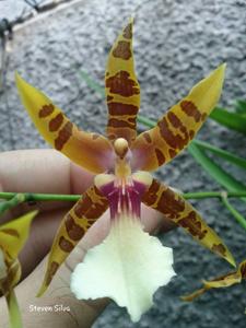 Miltonia clowesii