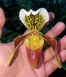 Paphiopedilum insigne