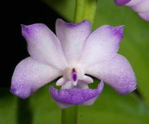 Rhynchostylis coelestis