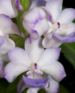 Rhynchostylis coelestis