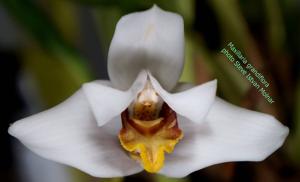 Maxillaria grandiflora