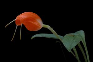 Masdevallia limax