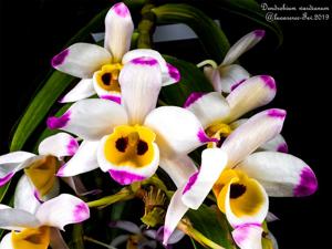 Dendrobium wardianum