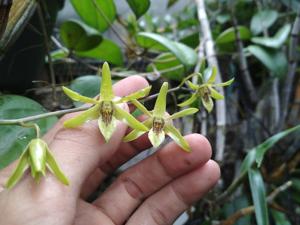 Dendrobium capra