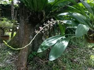 Eria javanica