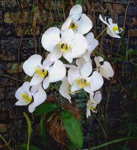 Phalaenopsis amabilis subsp. amabilis